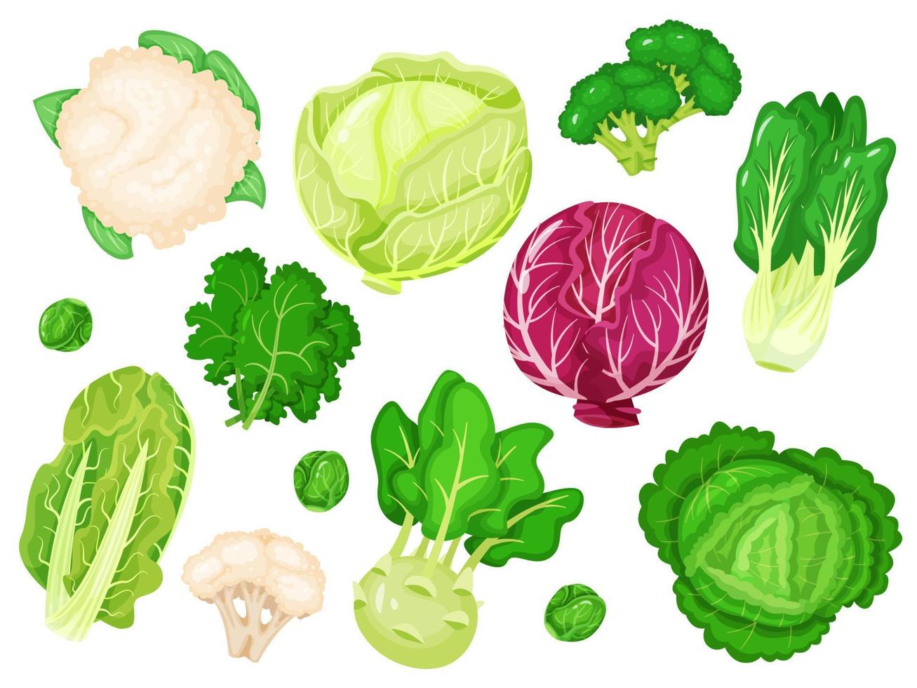 Cartoon cabbages. Fresh lettuce, broccoli, kale leaves, cauliflower, white and red cabbage. Various types of healthy green vegetables vector set