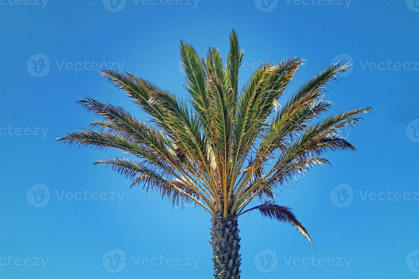 exótico palma en el antecedentes de azul cielo foto