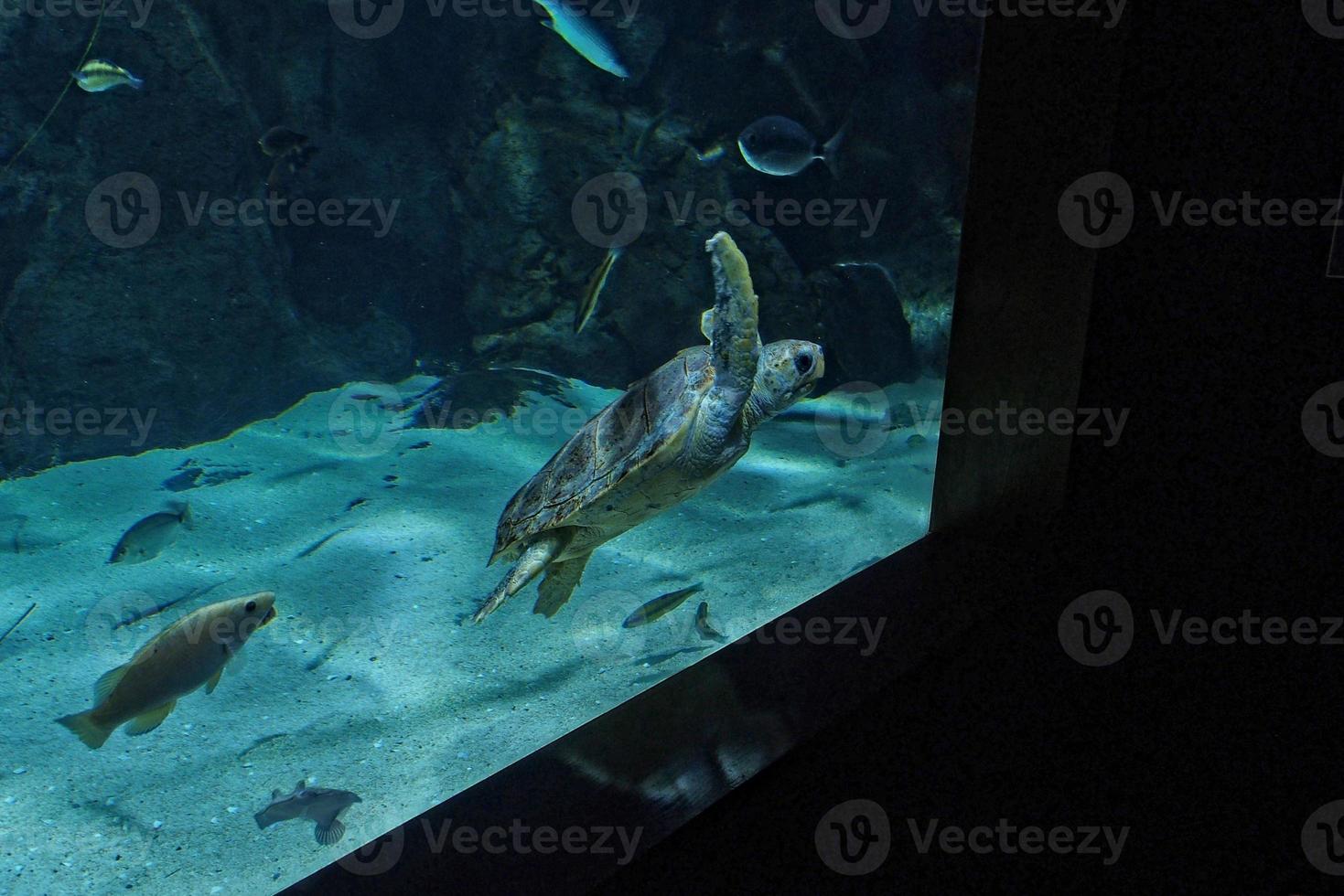 large sea turtle swimming in the sea water in the aquarium at the zoo in closeup photo