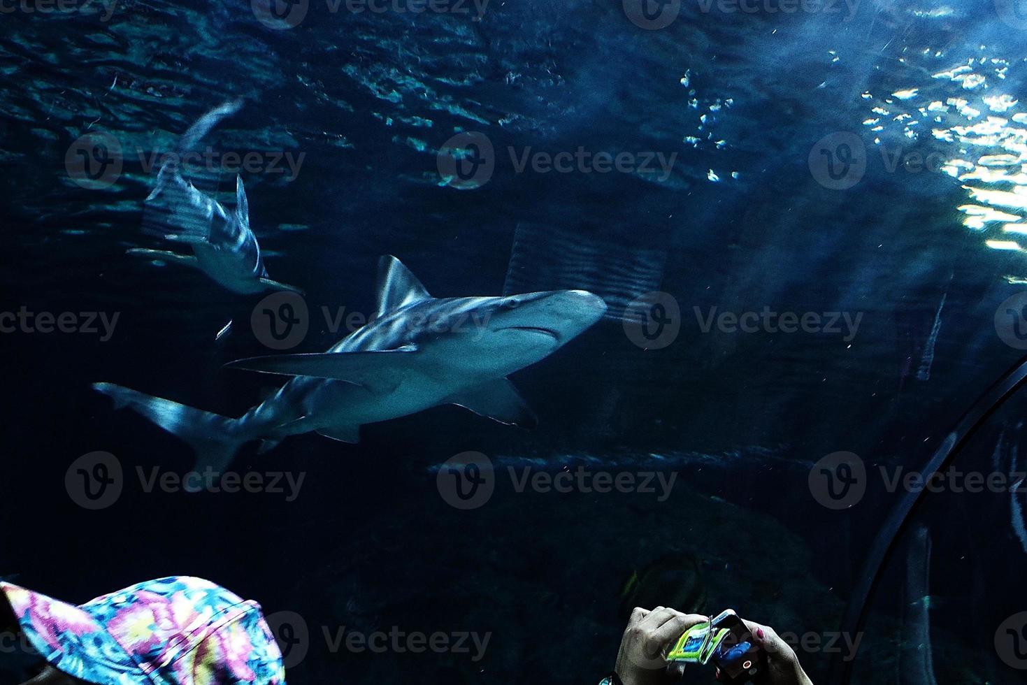 sharks swimming in a large aquarium at the Tenerife Zoo in Spain photo