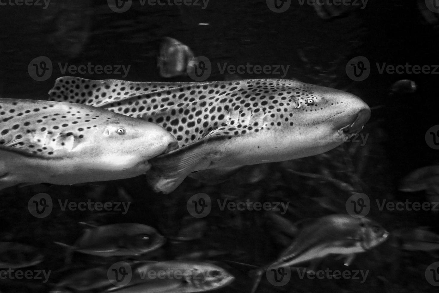 sharks swimming in a large aquarium at the Tenerife Zoo in Spain photo