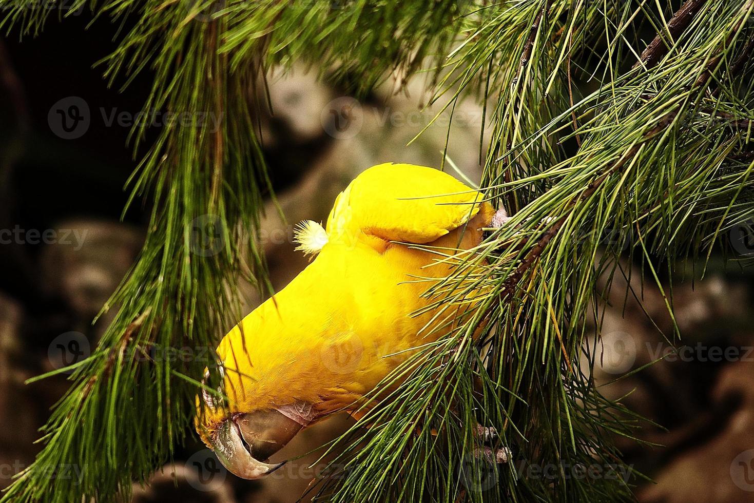 pequeño loro pájaro de cerca en el zoo foto