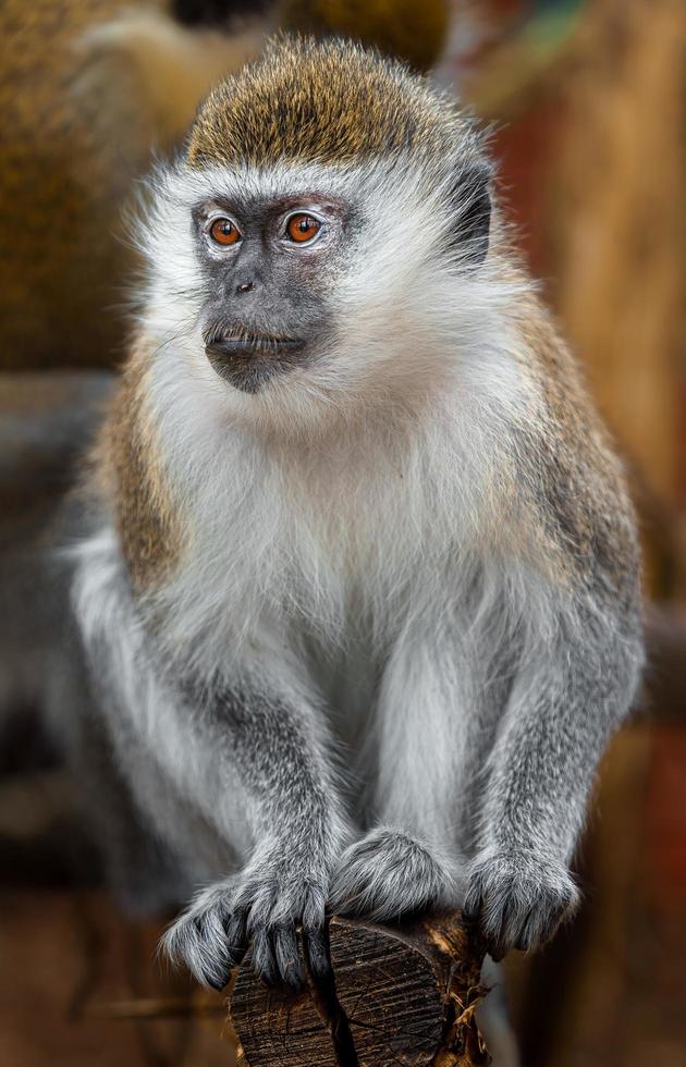 Green monkey in zoo photo