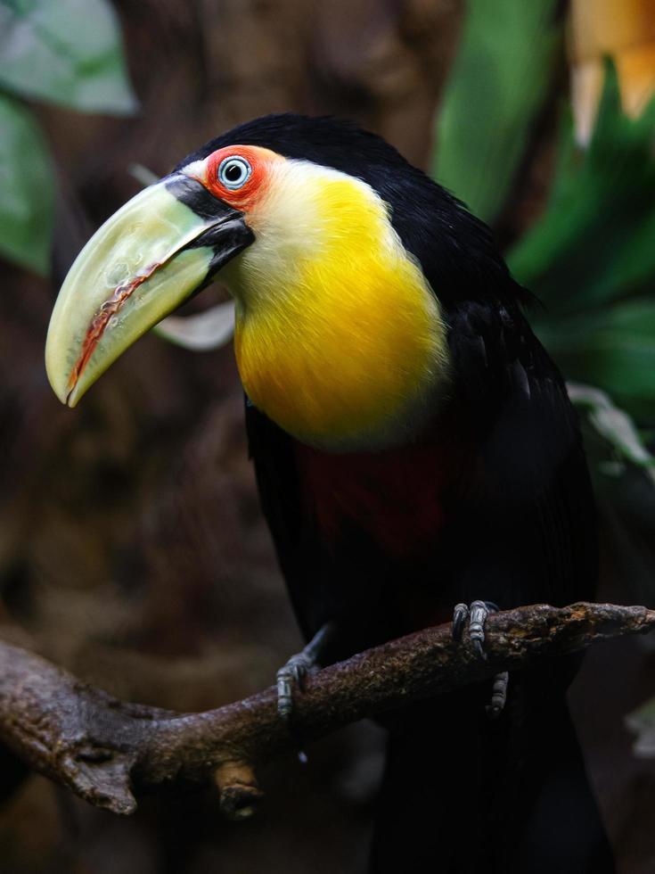 Green billed Toucan photo