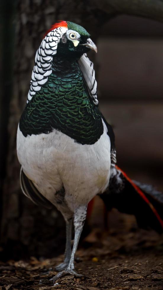 Lady Amherst's pheasant photo