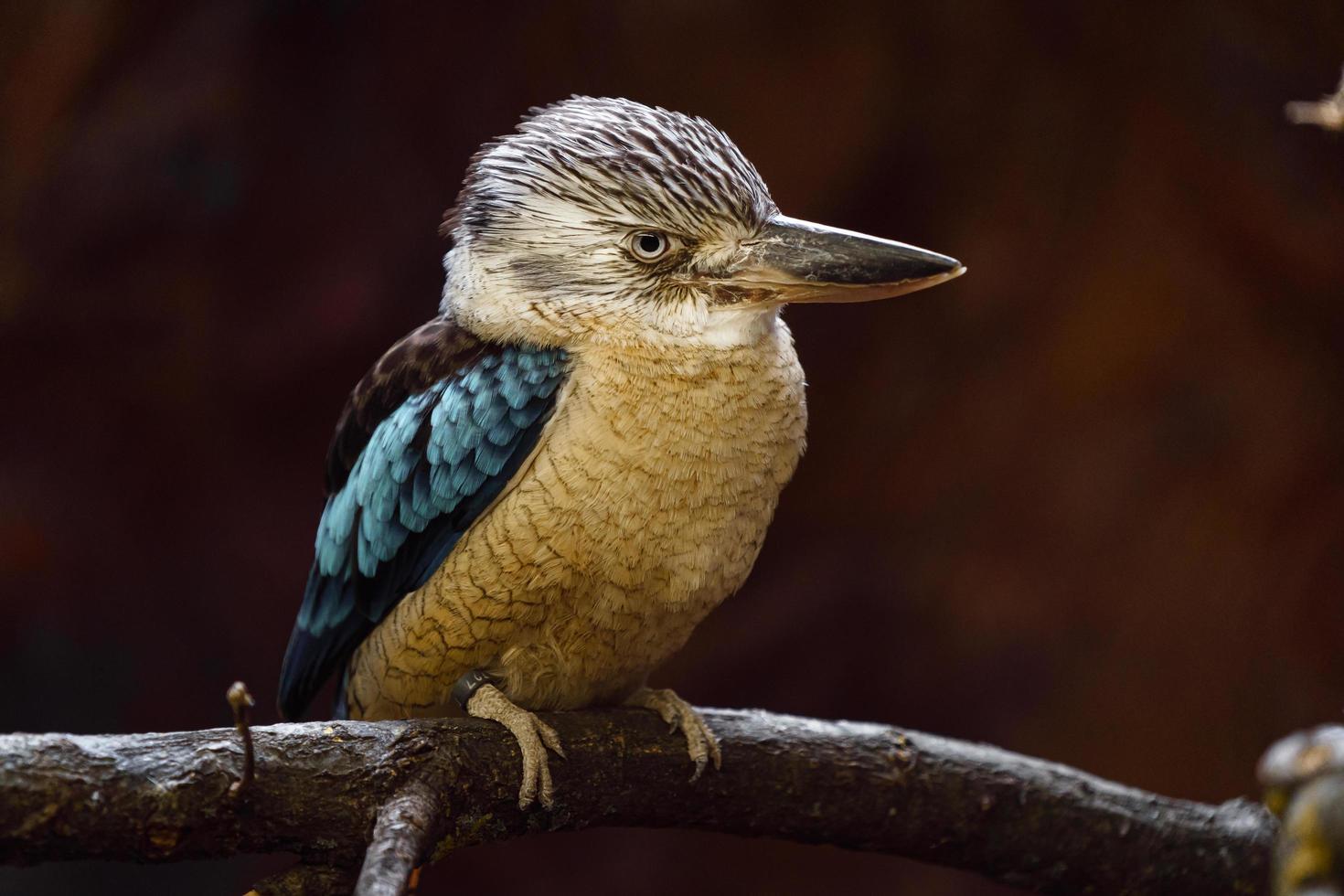 Blue-winged kookaburra in zoo photo