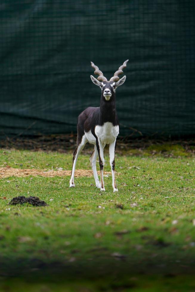 Arabian Oryx in zoo photo