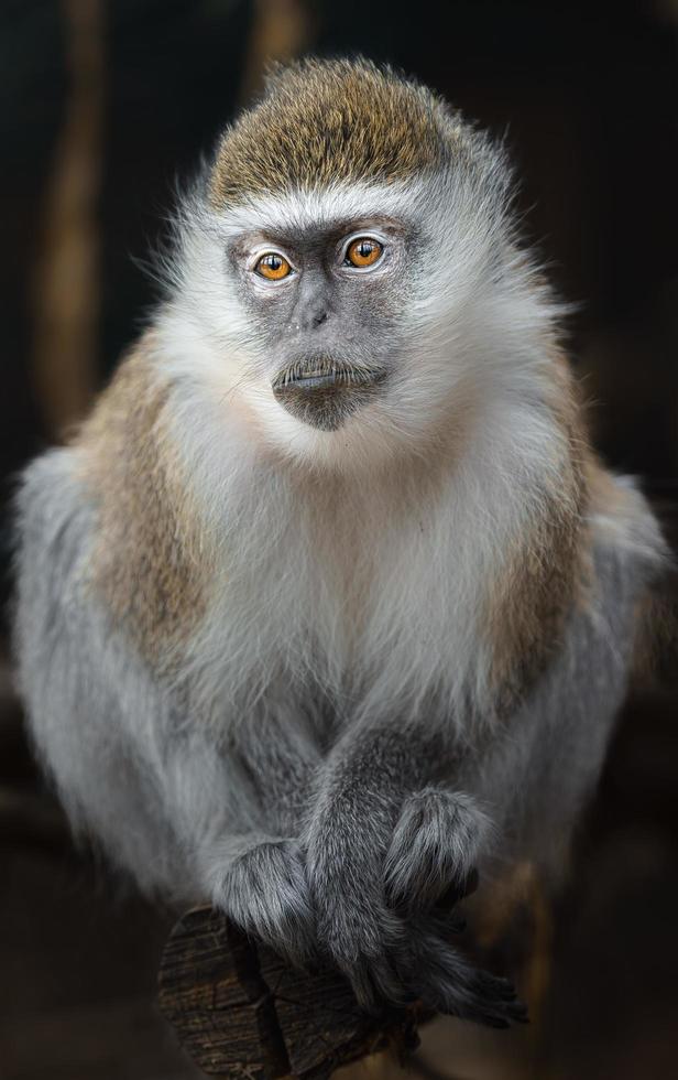 Green monkey in zoo photo