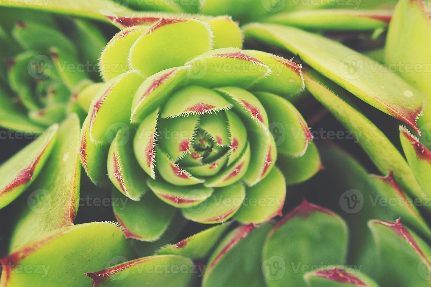 green cactus succulent creating an original background in close-up photo