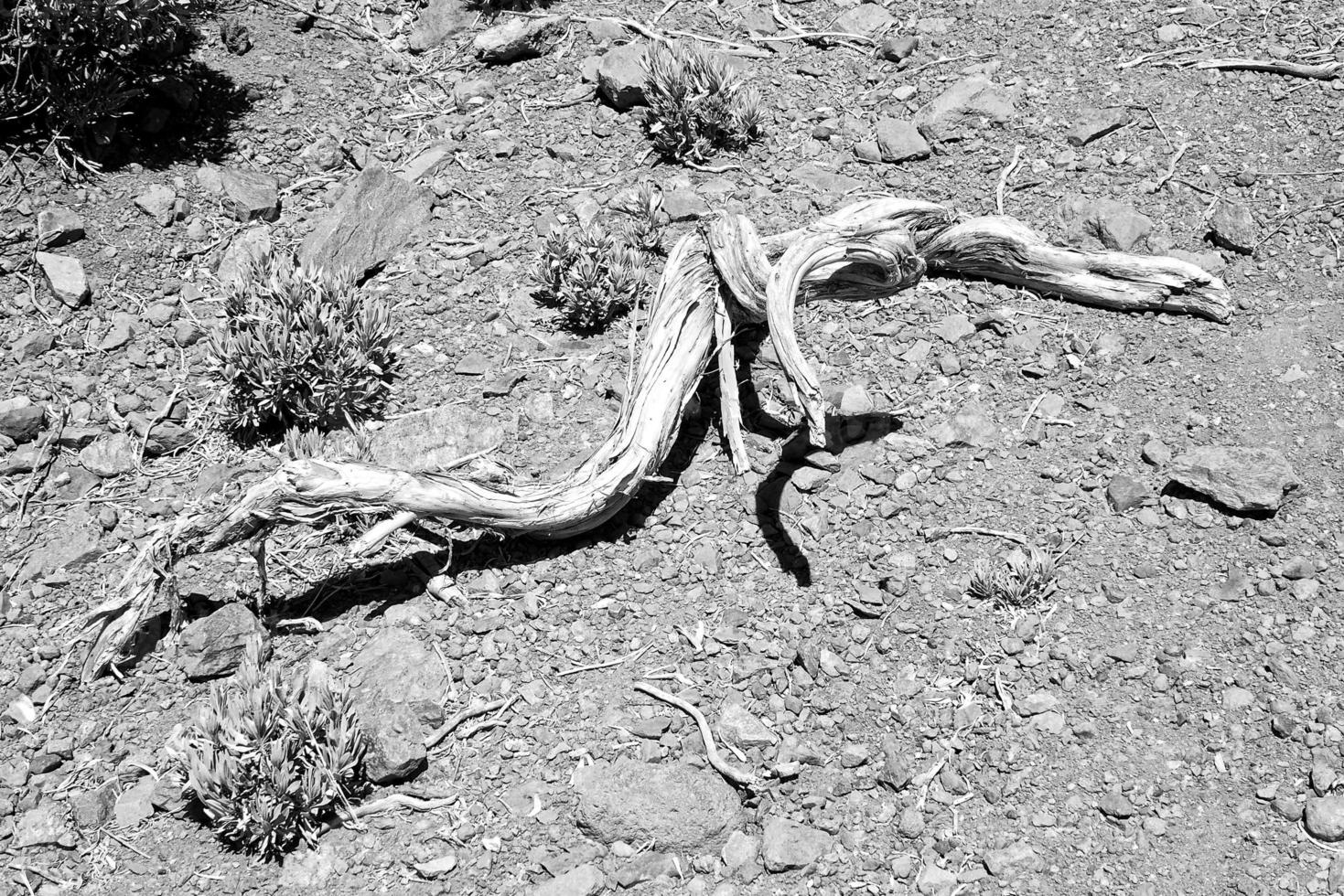 curious withered twisted tree bough on stony background photo