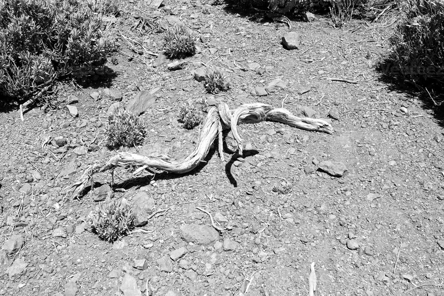 curioso marchito retorcido árbol rama en pedregoso antecedentes foto