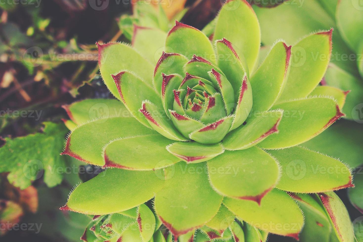 green cactus succulent creating an original background in close-up photo