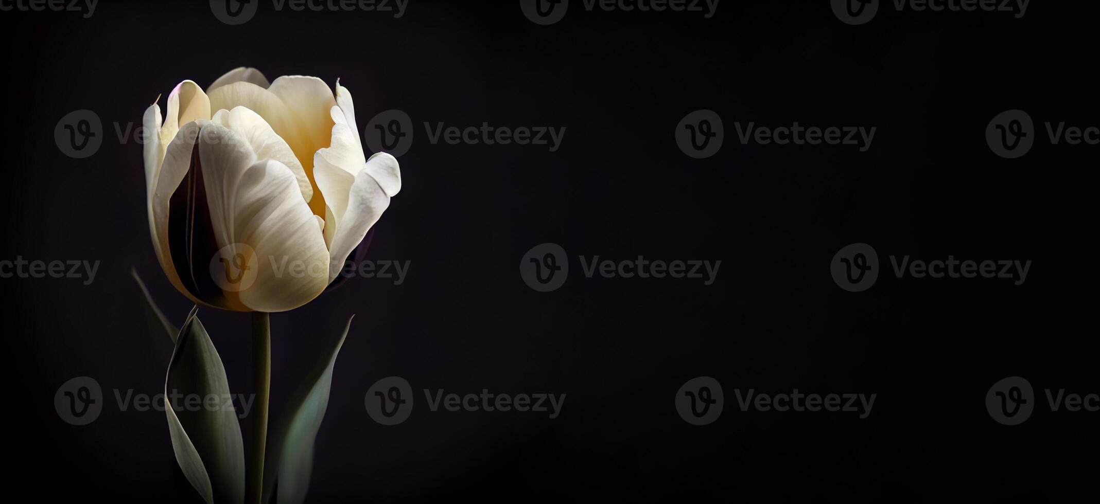 white dark tulip flower in black background photo