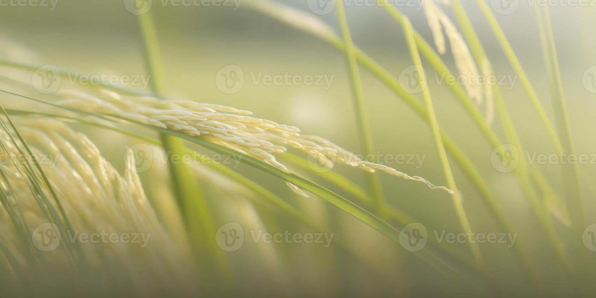Close Up of a Rice Paddy A Harvest of Abundance photo