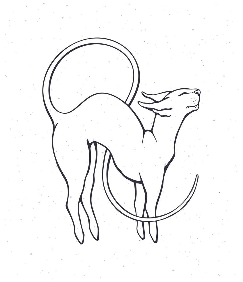 Hand drawn doodle of stretching sphinx cat with a long curled tail. Thoroughbred domestic  animal. Pet symbolizing flexibility. Cartoon sketch. Isolated on white background vector