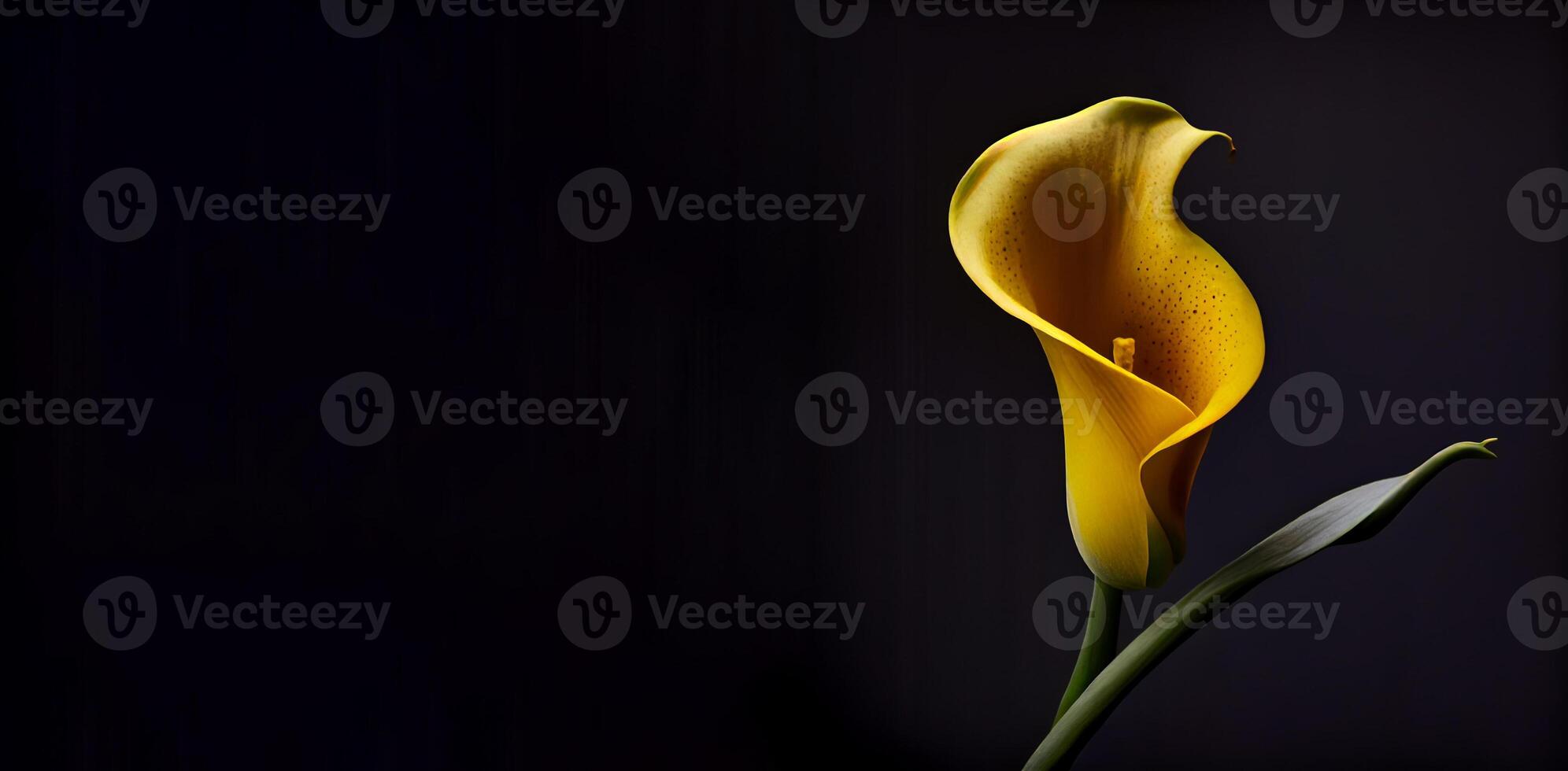 yellow calla lily flower in dark background photo