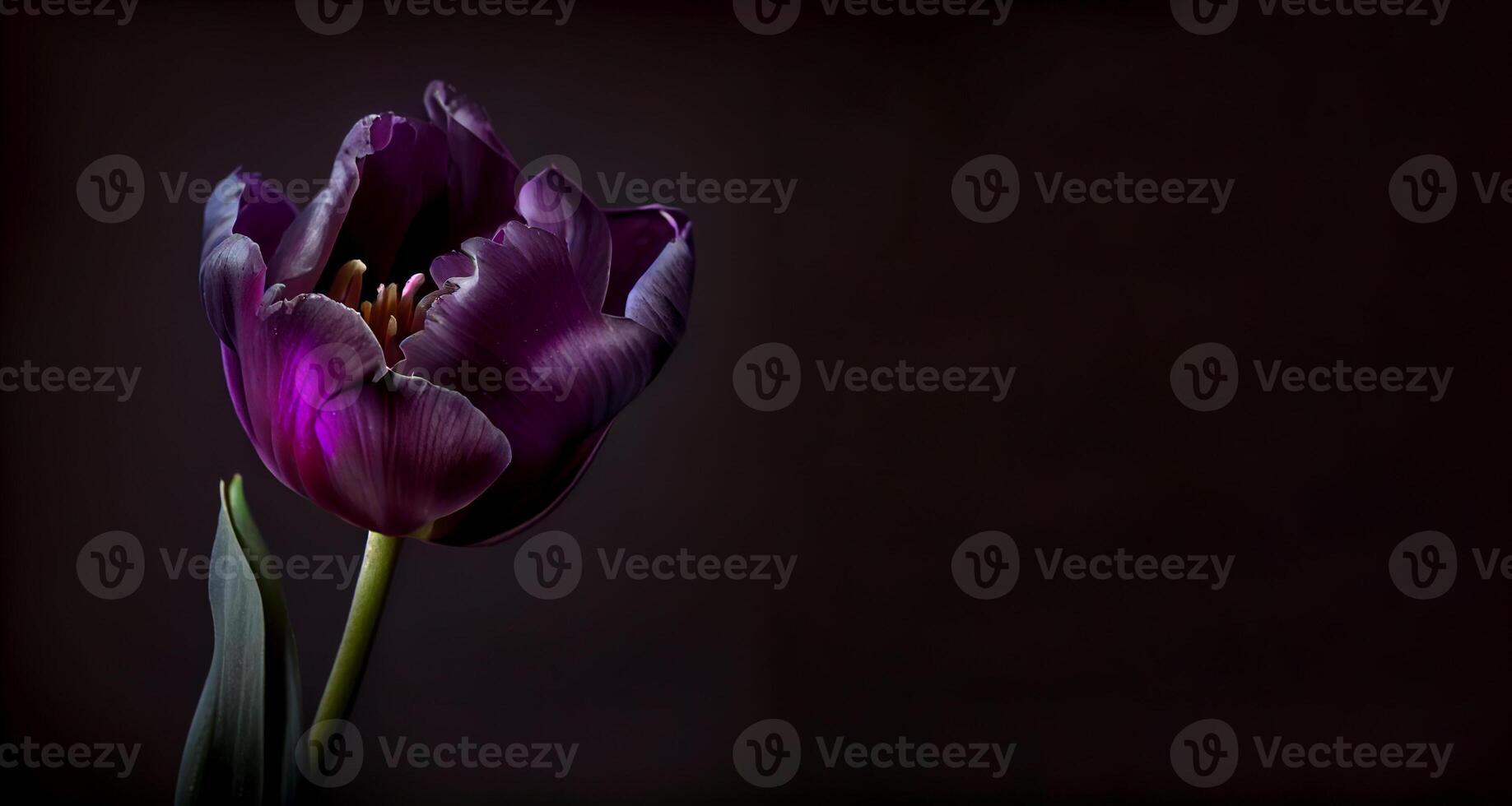 purple dark tulip flower in black background photo