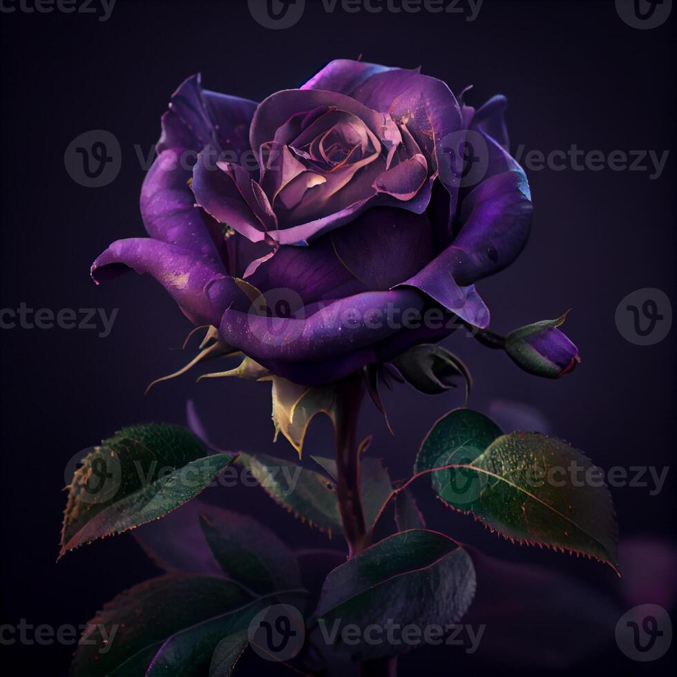 purple rose flower in black background photo