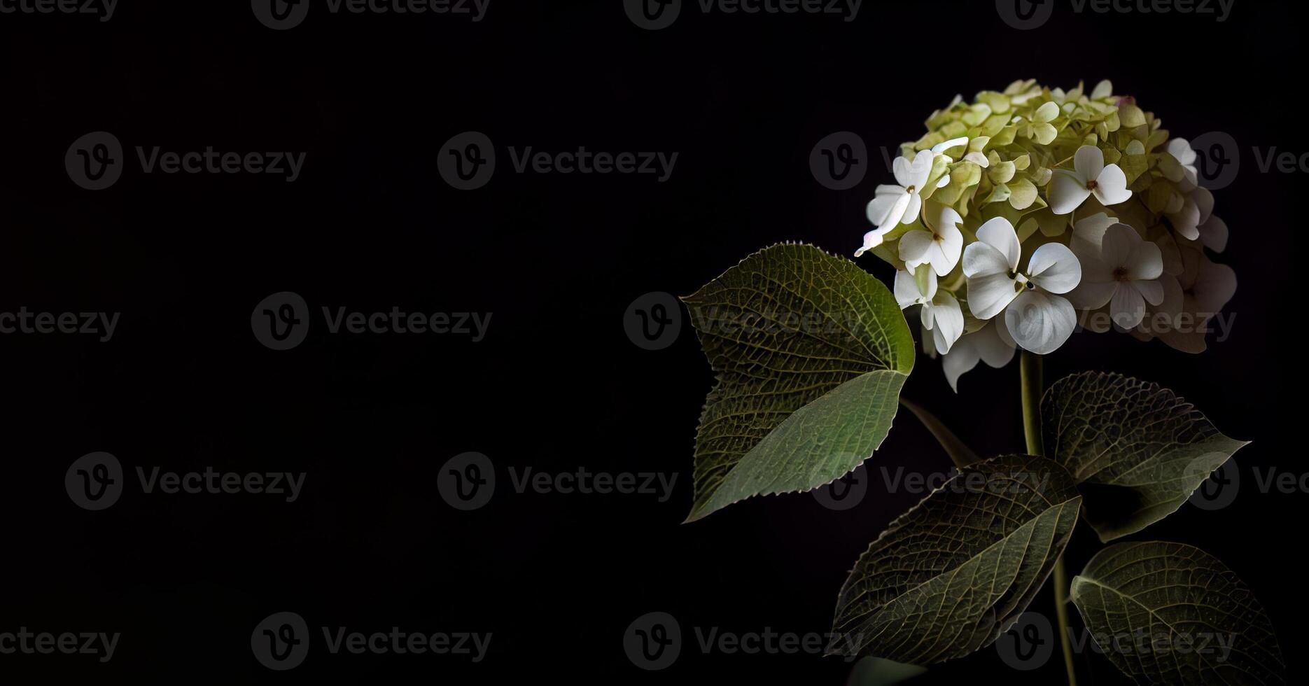 hydrangea flower in black background photo