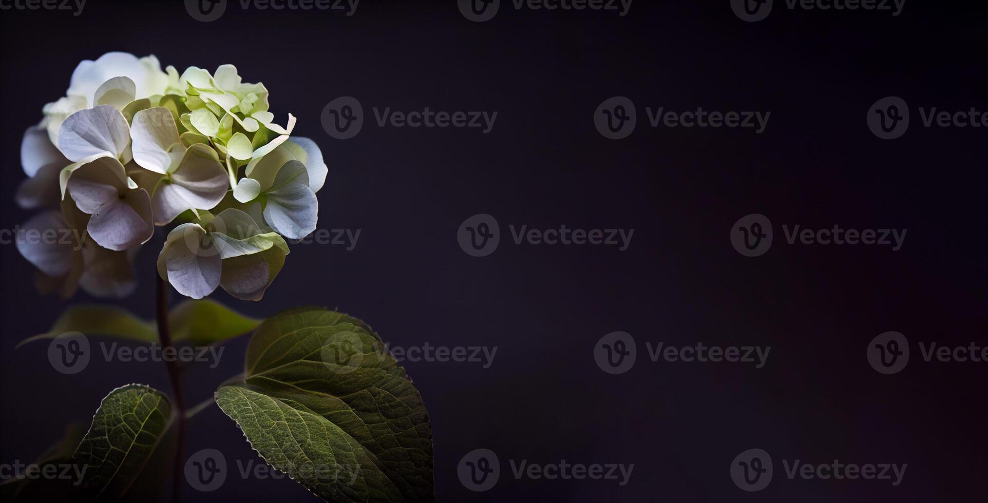 hydrangea flower in black background photo