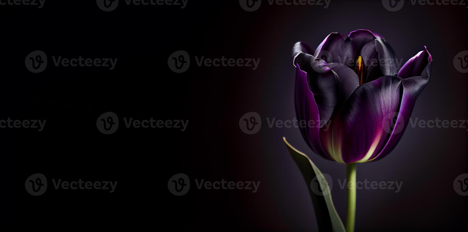 purple dark tulip flower in black background photo