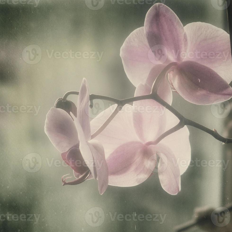 flower blooming orchid close-up in vintage style photo