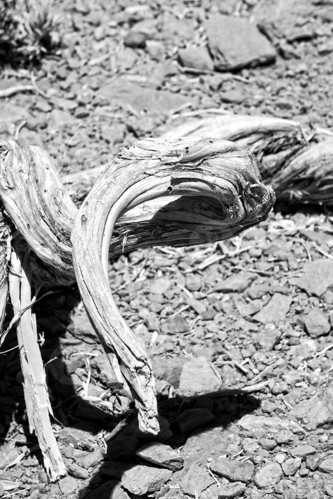 curious withered twisted tree bough on stony background photo