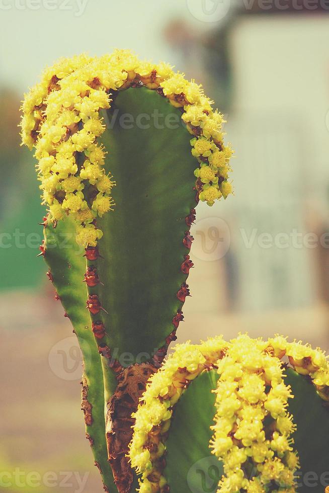 curious big green original cactus flower bloomingbloomingblooming growing in the garden close up photo