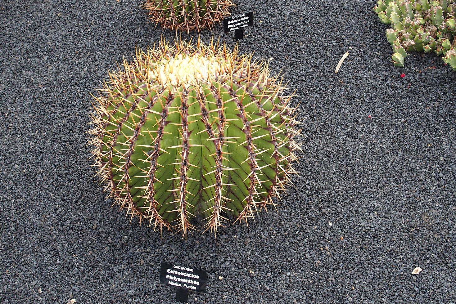 curious big green original cactus growing in the garden close up photo