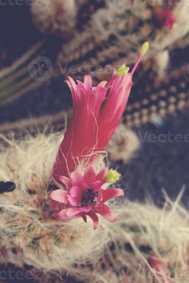 prickly cactus with pink flowers in closeup photo