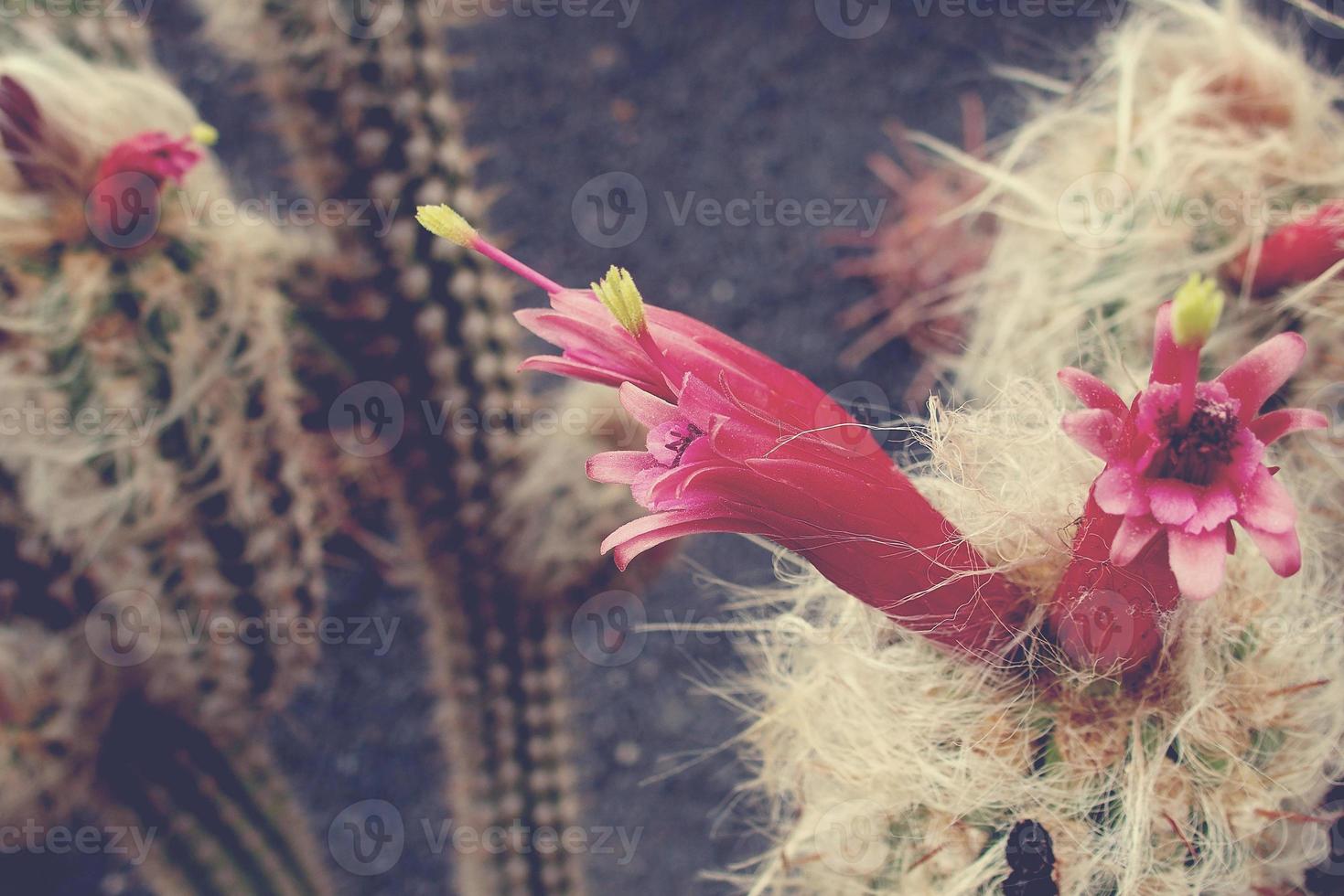 prickly cactus with pink flowers in closeup photo