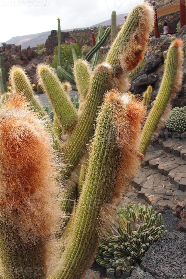 curious big green original cactus growing in the garden close up photo