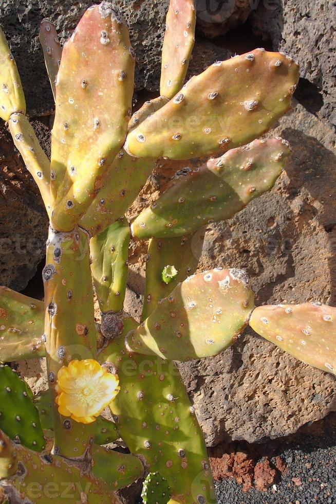 curious big green original cactus flower bloomingbloomingblooming growing in the garden close up photo