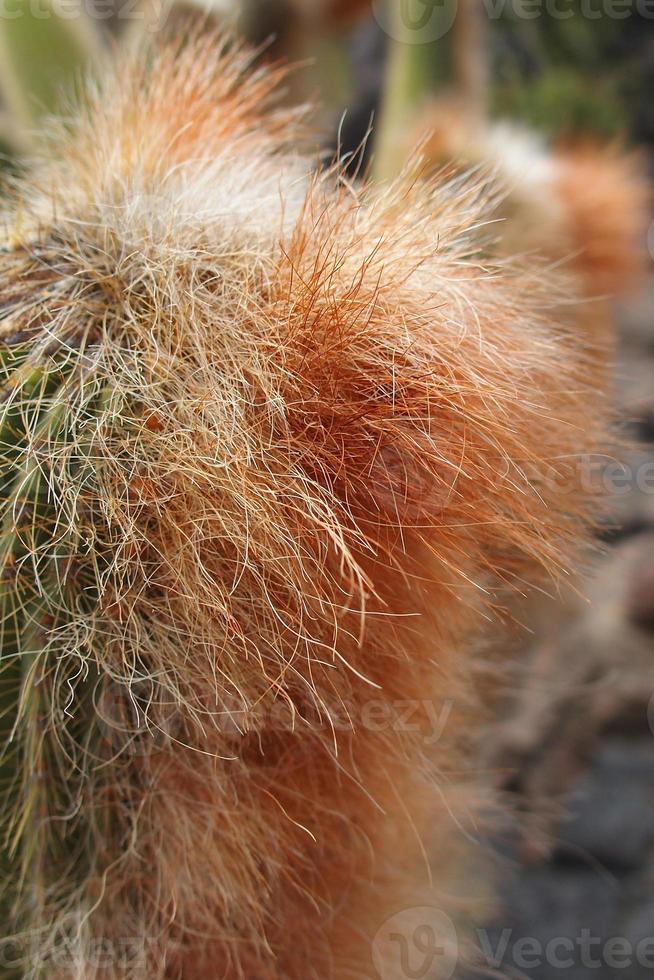 curious big green original cactus growing in the garden close up photo