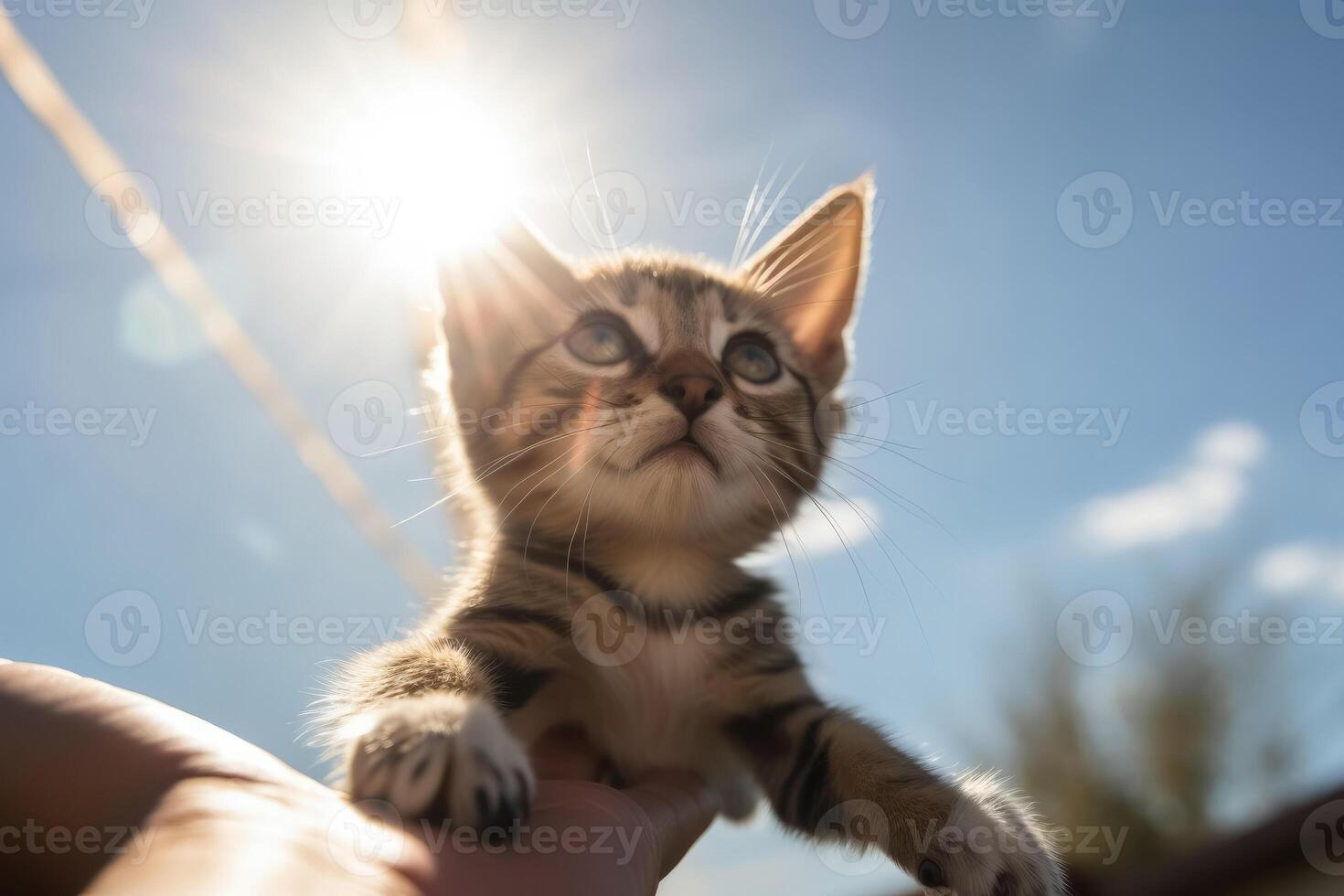 A human hand holds a small kitten in the air sunlight from the front blue sky created with technology. photo