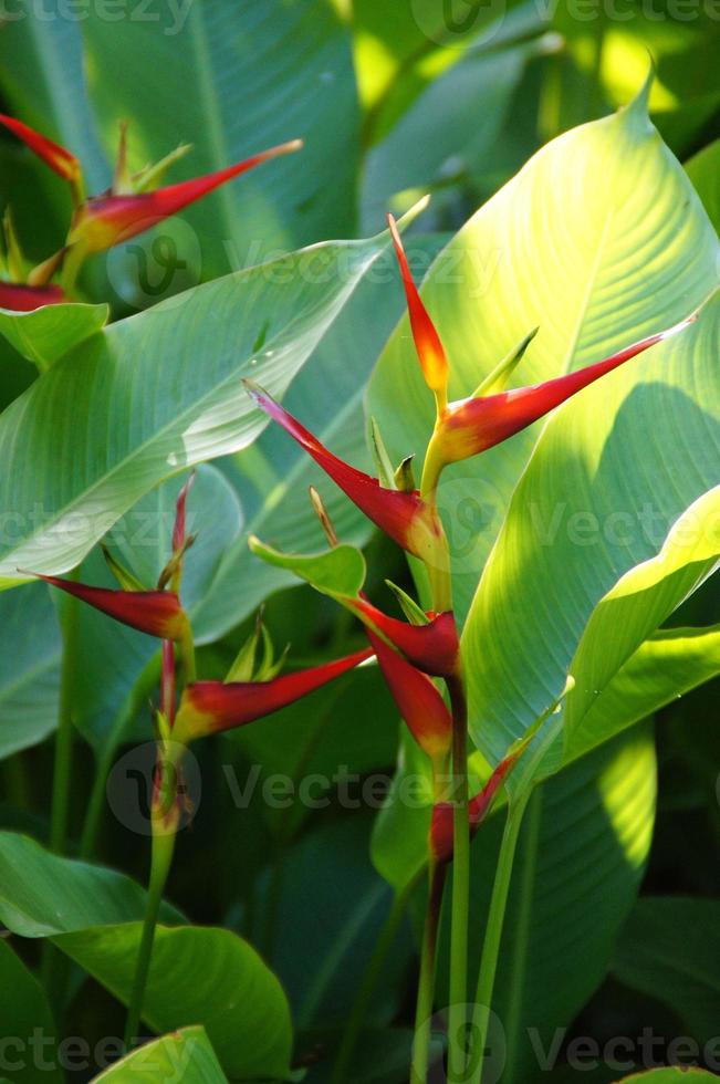 exótico flor creciente en un botánico jardín en el Español isla de tenerife en un verano calentar soleado día foto