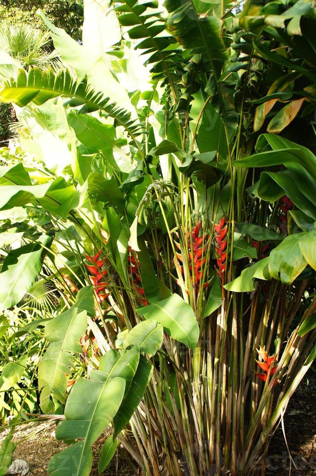 exotic flower growing in a botanical garden on the Spanish island of Tenerife on a summer warm sunny day photo