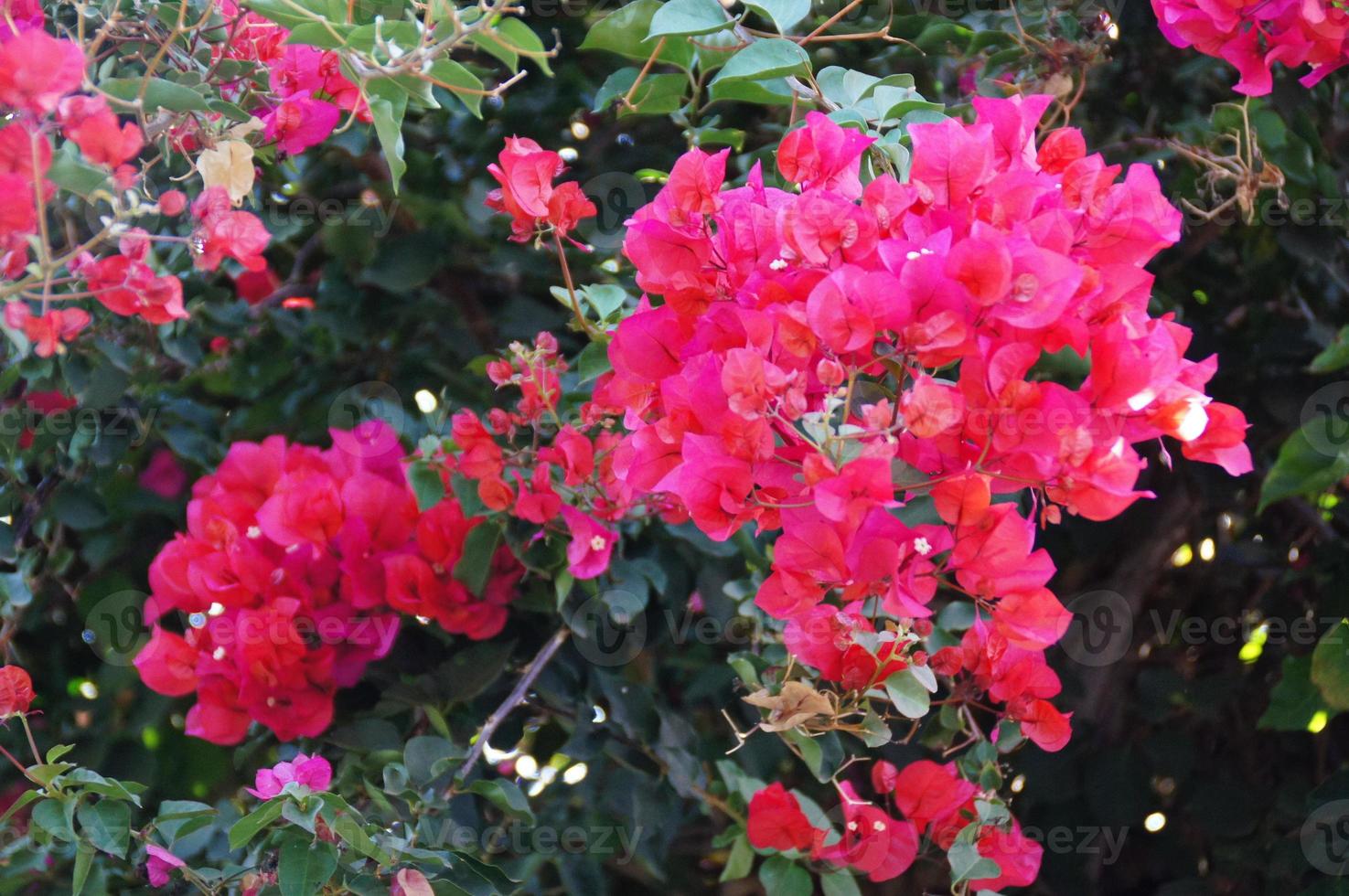 delicate red flowers bougainvillea of the bush close-up photo