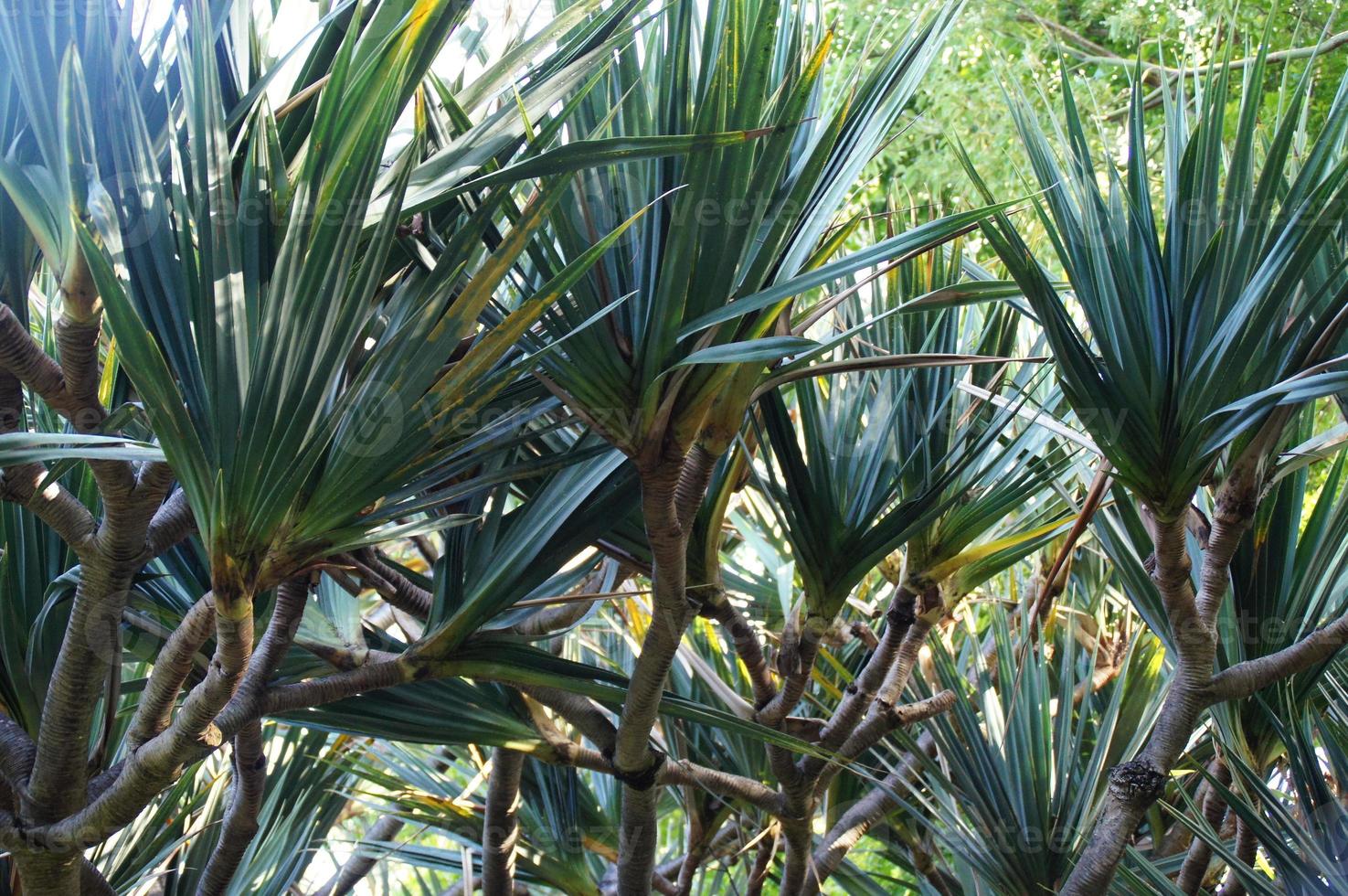 green background with exotic plants in the garden photo