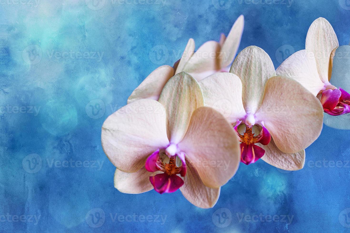 yellow orchid on a blue background in close-up photo