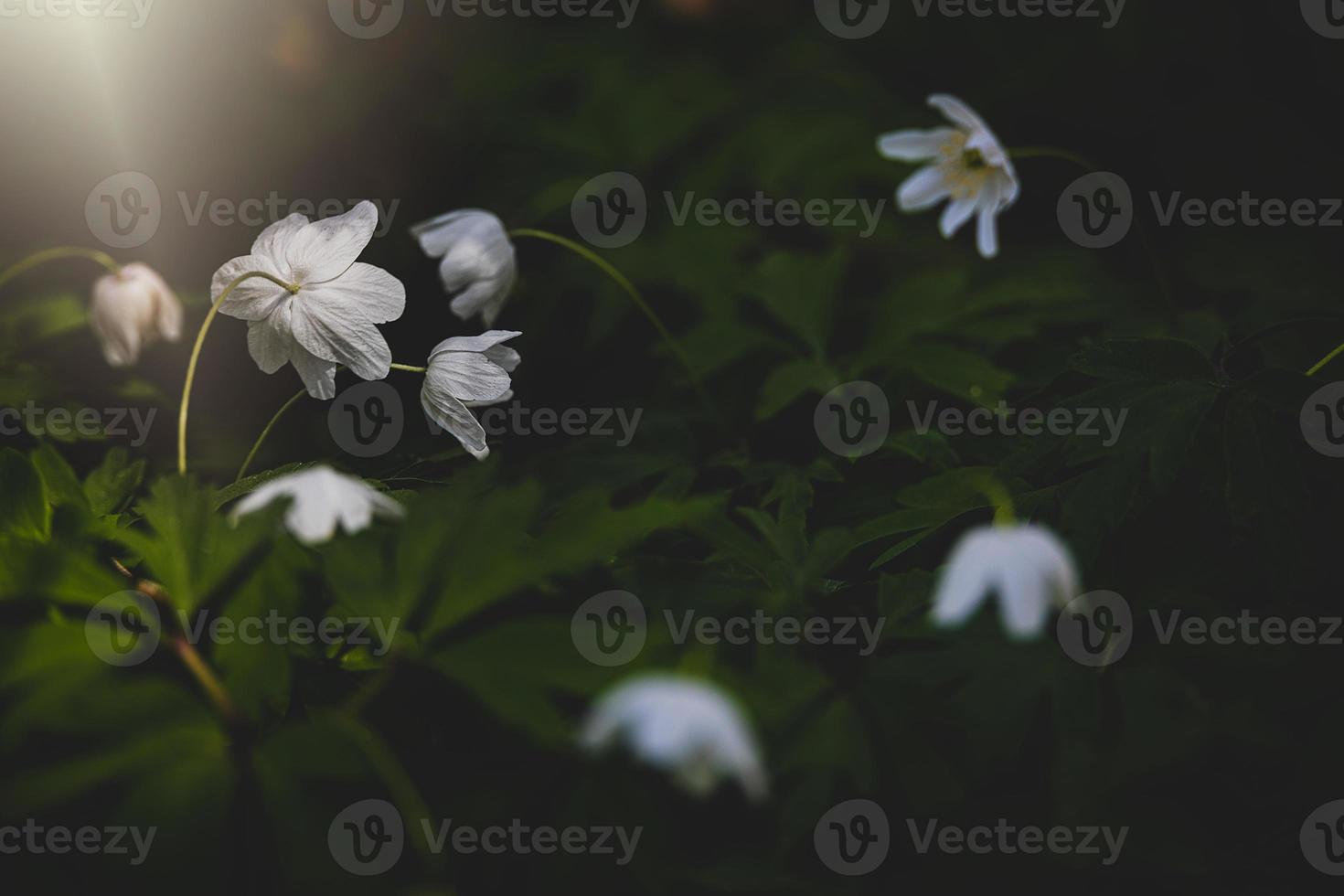 little white anemone on a background of green leaves in the woods in the rays of the spring sun photo