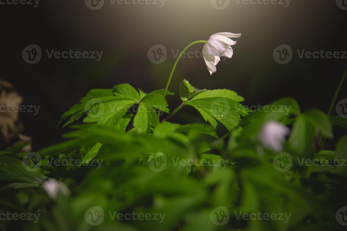 little white anemone on a background of green leaves in the woods in the rays of the spring sun photo