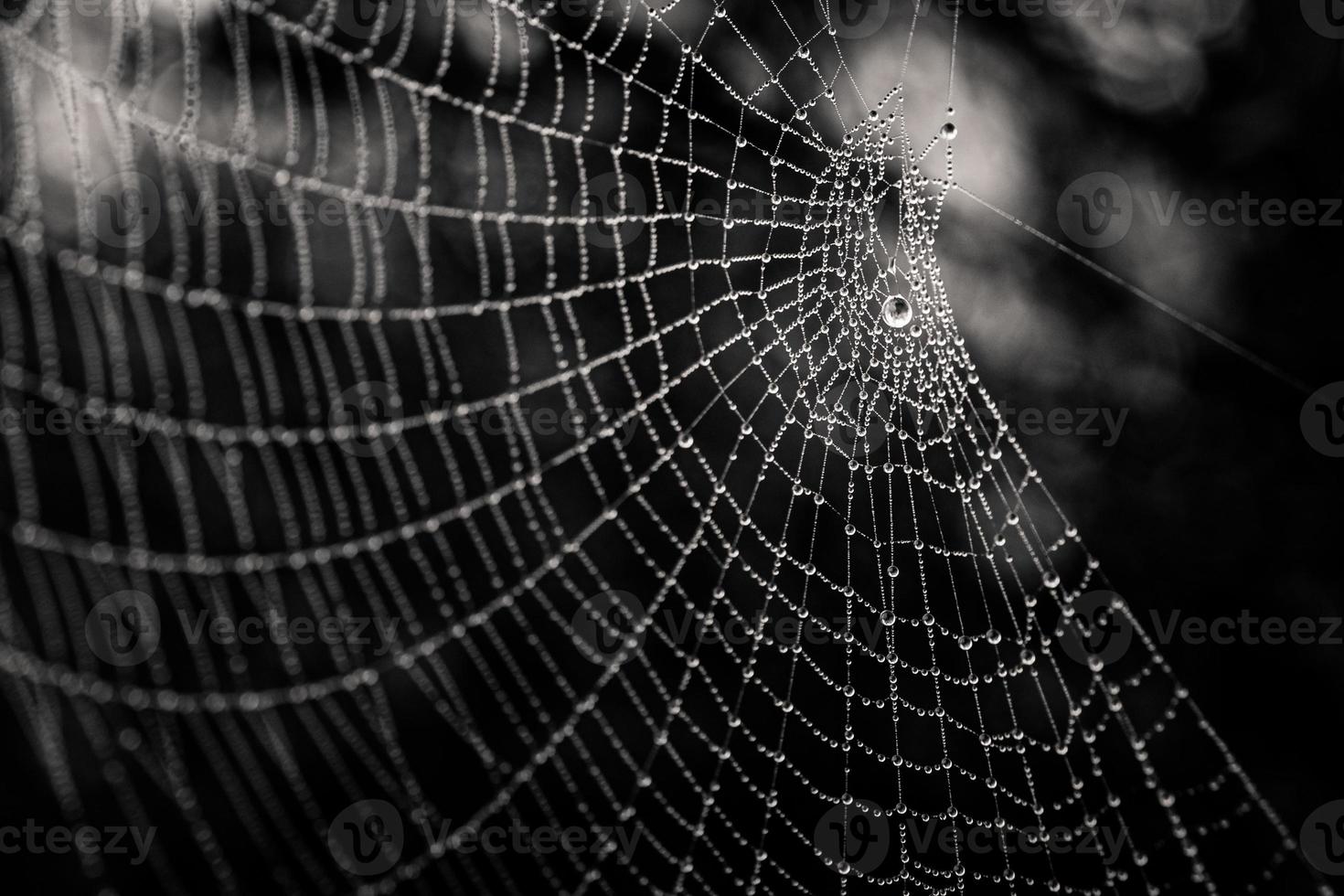 little delicate water drops on a spider web in close-up on a foggy day photo