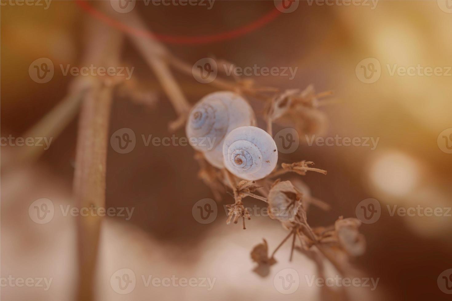 little snail shell in close-up on a brown background photo