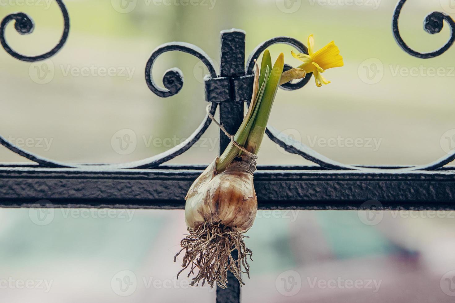 little daffodil with onion placed on the fence as a spring decoration