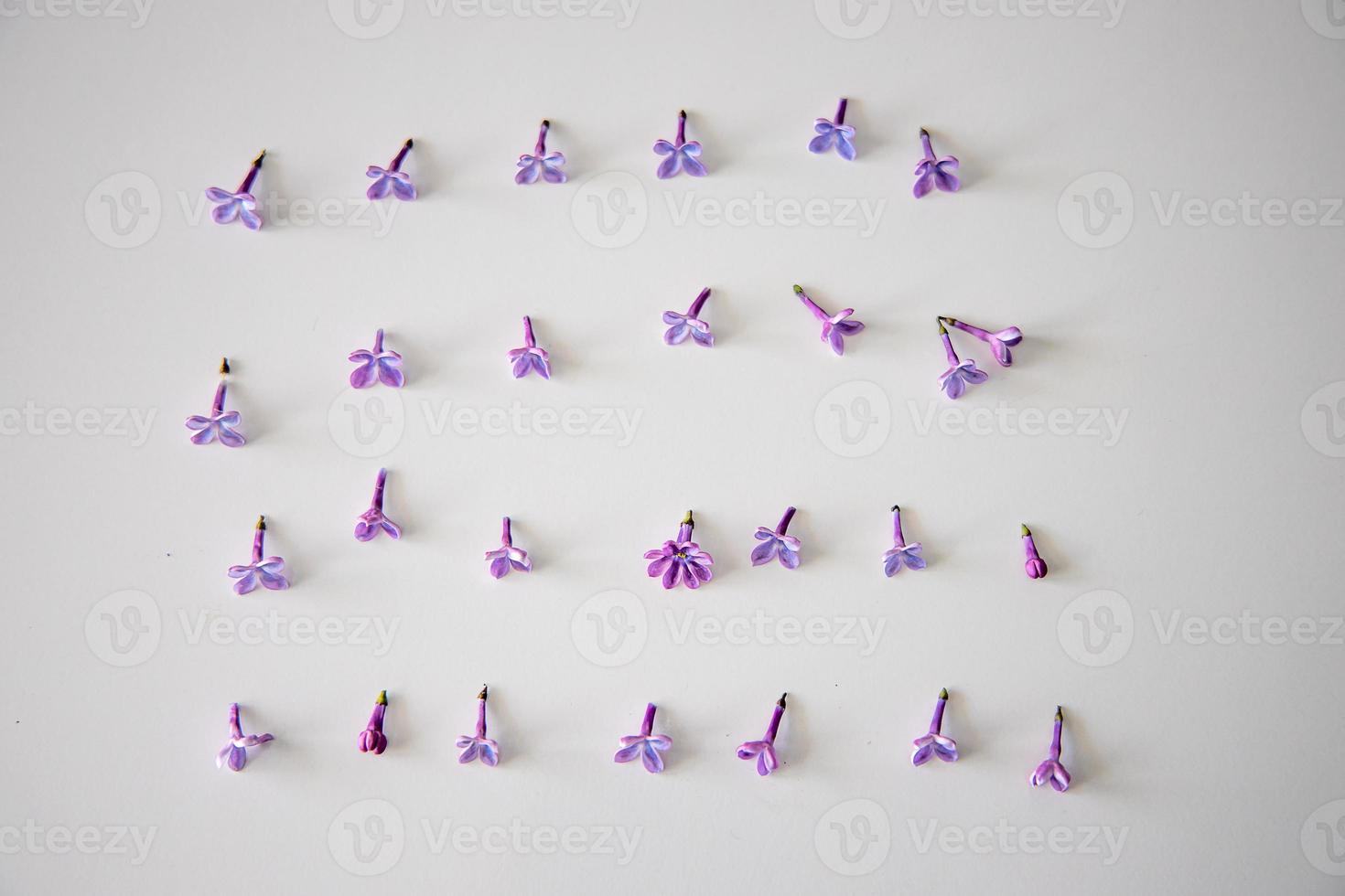 purple lilac flowers lying on a white isolated background in close-up photo