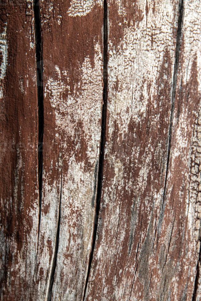 interesting original natural background from an old brownish tree trunk in close-up photo