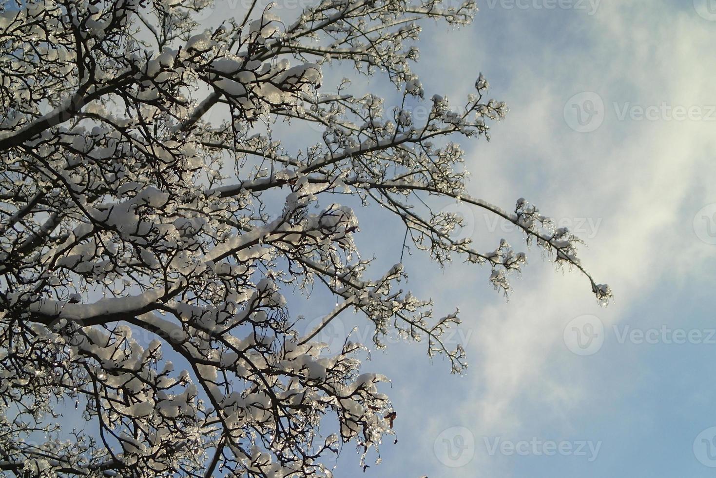 background with tree branches covered with fresh whitesnow photo