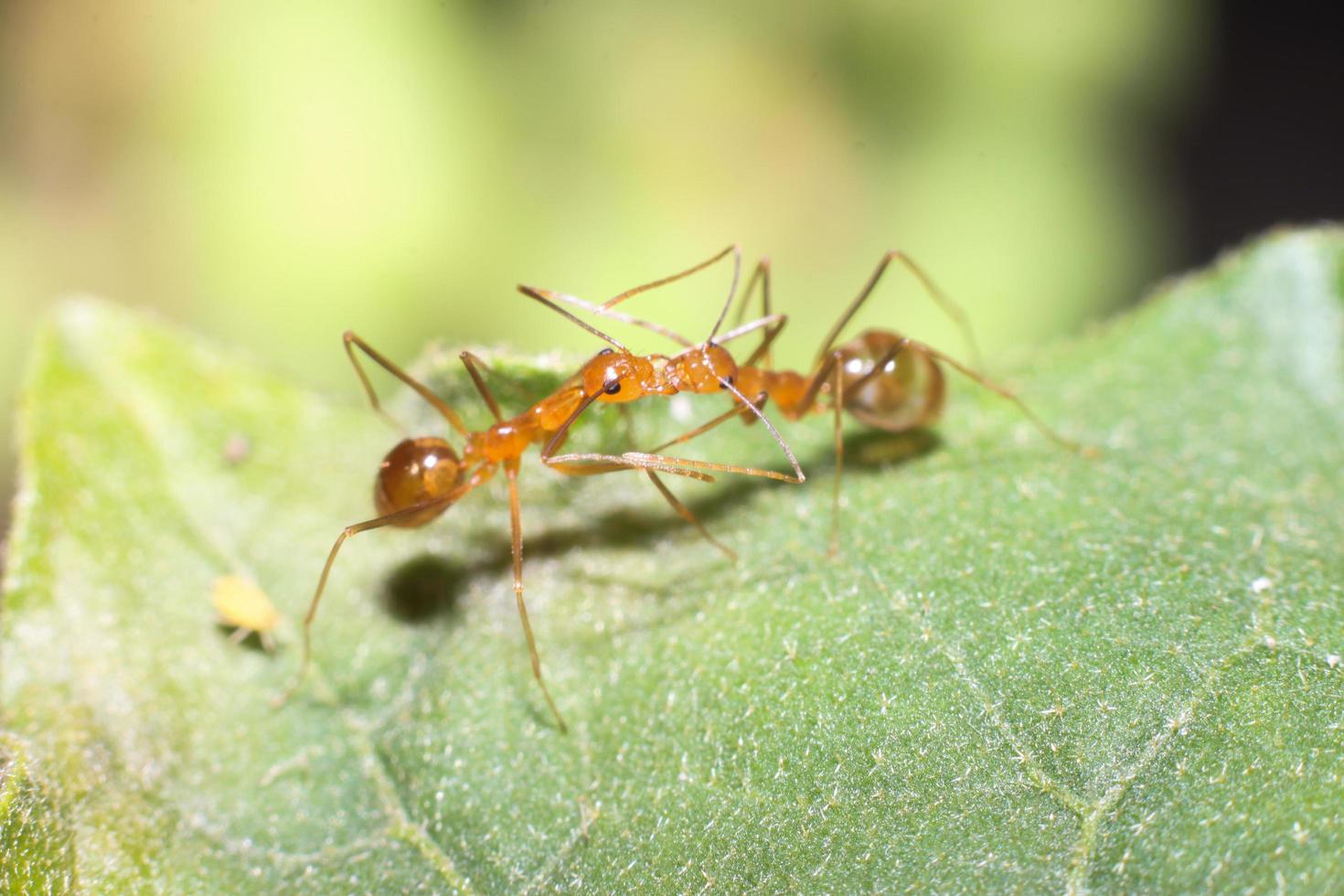 Red ant on green leaves. Two ants bite for food. photo