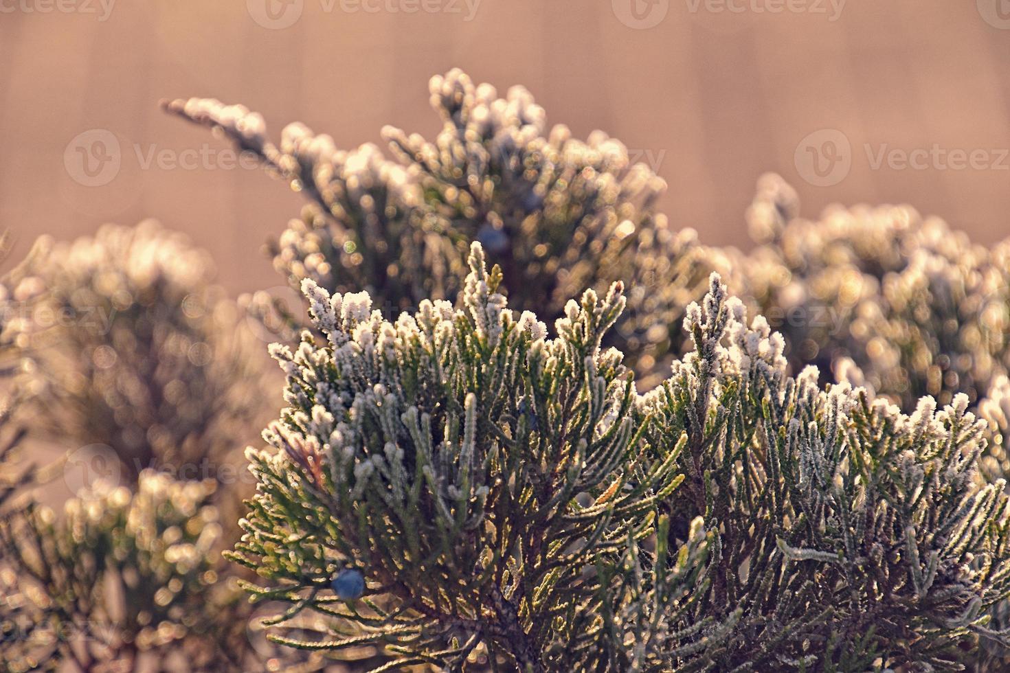 frosted twig of coniferous tree in the morning sun photo